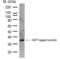 GST antibody, HCA054A, Bio-Rad (formerly AbD Serotec) , Western Blot image 