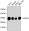 CAMP Responsive Element Binding Protein 1 antibody, 13-821, ProSci, Western Blot image 