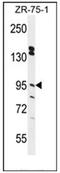 Endoplasmic Reticulum Metallopeptidase 1 antibody, AP51458PU-N, Origene, Western Blot image 