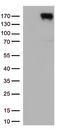 Erb-B2 Receptor Tyrosine Kinase 4 antibody, LS-C798180, Lifespan Biosciences, Western Blot image 