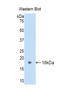 Galectin 9 antibody, LS-C294008, Lifespan Biosciences, Western Blot image 