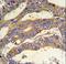 Radical S-Adenosyl Methionine Domain Containing 1 antibody, LS-C162776, Lifespan Biosciences, Immunohistochemistry frozen image 