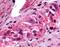 Prostaglandin E Receptor 4 antibody, NLS3898, Novus Biologicals, Immunohistochemistry frozen image 