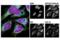 ATPase Sarcoplasmic/Endoplasmic Reticulum Ca2+ Transporting 2 antibody, 9580S, Cell Signaling Technology, Immunofluorescence image 