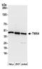 Thioredoxin Related Transmembrane Protein 4 antibody, A305-724A-M, Bethyl Labs, Western Blot image 