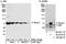 RecQ Like Helicase antibody, A300-447A, Bethyl Labs, Western Blot image 