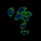 Calmegin antibody, GTX60730, GeneTex, Immunocytochemistry image 