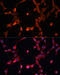 Multidrug resistance protein 1 antibody, 14-654, ProSci, Immunofluorescence image 