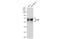 CD46 Molecule antibody, GTX01058, GeneTex, Western Blot image 