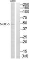 5-Hydroxytryptamine Receptor 6 antibody, abx013890, Abbexa, Western Blot image 