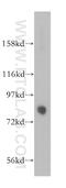 Kinesin Family Member 2B antibody, 13711-1-AP, Proteintech Group, Western Blot image 