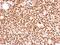 Forkhead Box O3 antibody, NBP2-16521, Novus Biologicals, Immunohistochemistry frozen image 