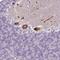 Proline And Serine Rich Coiled-Coil 1 antibody, PA5-61931, Invitrogen Antibodies, Immunohistochemistry frozen image 