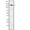 Myosin Heavy Chain 2 antibody, abx217005, Abbexa, Western Blot image 