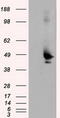 MTOR Associated Protein, Eak-7 Homolog antibody, TA500963S, Origene, Western Blot image 