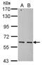 Protein Only RNase P Catalytic Subunit antibody, NBP2-17295, Novus Biologicals, Western Blot image 