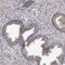 HINaC antibody, NBP1-86356, Novus Biologicals, Immunohistochemistry frozen image 