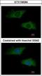 Interferon Alpha 2 antibody, GTX108284, GeneTex, Immunocytochemistry image 