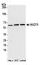 Nudix Hydrolase 9 antibody, A305-703A-M, Bethyl Labs, Western Blot image 
