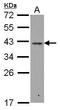 RALY Heterogeneous Nuclear Ribonucleoprotein antibody, GTX117389, GeneTex, Western Blot image 