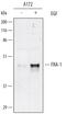 FOS Like 1, AP-1 Transcription Factor Subunit antibody, AF4935, R&D Systems, Western Blot image 