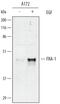 Fos-related antigen 1 antibody, AF4935, R&D Systems, Western Blot image 