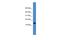 Ubiquitin Fold Modifier 1 antibody, A05543, Boster Biological Technology, Western Blot image 