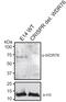 WD Repeat Domain 76 antibody, PA5-24147, Invitrogen Antibodies, Western Blot image 