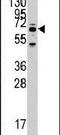 Seryl-TRNA Synthetase 2, Mitochondrial antibody, PA5-14984, Invitrogen Antibodies, Western Blot image 