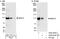 Mediator Complex Subunit 15 antibody, A302-422A, Bethyl Labs, Immunoprecipitation image 