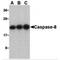 Caspase 8 antibody, MBS151342, MyBioSource, Western Blot image 