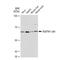 Sequestosome 1 antibody, GTX00955, GeneTex, Western Blot image 