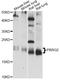 Proline Rich And Gla Domain 2 antibody, LS-C749382, Lifespan Biosciences, Western Blot image 