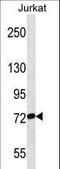 RNA Polymerase II Associated Protein 3 antibody, LS-C158884, Lifespan Biosciences, Western Blot image 