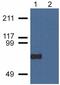 Copine 7 antibody, GTX80188, GeneTex, Western Blot image 