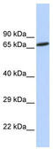 Zinc Finger Protein 571 antibody, TA339491, Origene, Western Blot image 