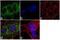MAP kinase-interacting serine/threonine-protein kinase 1 antibody, 711542, Invitrogen Antibodies, Immunofluorescence image 