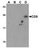 MIC3 antibody, TA355019, Origene, Western Blot image 