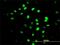 Zinc Finger Protein 24 antibody, H00007572-M03, Novus Biologicals, Immunofluorescence image 