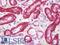 Cadherin 16 antibody, LS-B10550, Lifespan Biosciences, Immunohistochemistry frozen image 