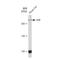 Von Willebrand Factor antibody, GTX02827, GeneTex, Western Blot image 