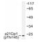 p21 antibody, AP01654PU-N, Origene, Western Blot image 