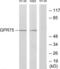 Probable G-protein coupled receptor 75 antibody, LS-C120723, Lifespan Biosciences, Western Blot image 