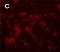 Secretogranin II antibody, 26107, QED Bioscience, Immunohistochemistry paraffin image 