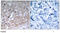 Kinase Insert Domain Receptor antibody, AP02617PU-S, Origene, Immunohistochemistry frozen image 