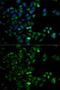 HtrA Serine Peptidase 2 antibody, GTX54154, GeneTex, Immunocytochemistry image 