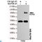 Nucleoporin 98 antibody, LS-C813062, Lifespan Biosciences, Immunoprecipitation image 