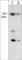 Janus Kinase 1 antibody, JM3381, ECM Biosciences, Western Blot image 