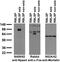 Neuronal PAS Domain Protein 4 antibody, 75-395, Antibodies Incorporated, Western Blot image 