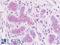 Eukaryotic Translation Initiation Factor 3 Subunit E antibody, LS-B8930, Lifespan Biosciences, Immunohistochemistry paraffin image 